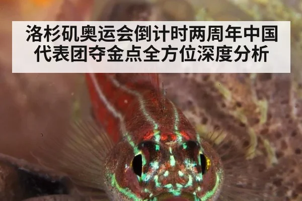 洛杉矶奥运会倒计时两周年中国代表团夺金点全方位深度分析